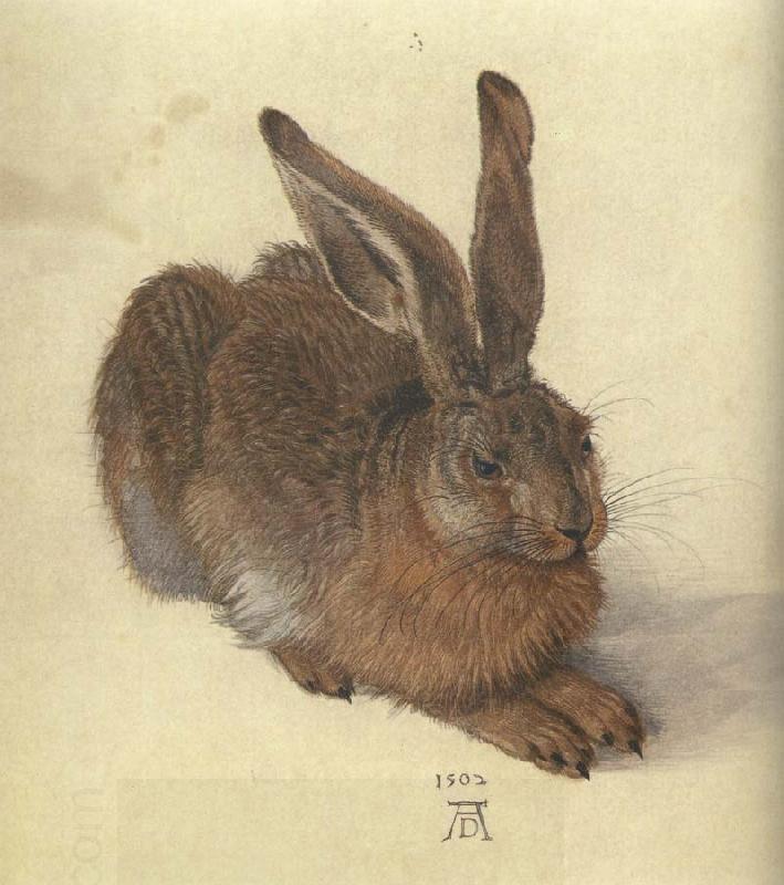 Albrecht Durer A Young Hare China oil painting art